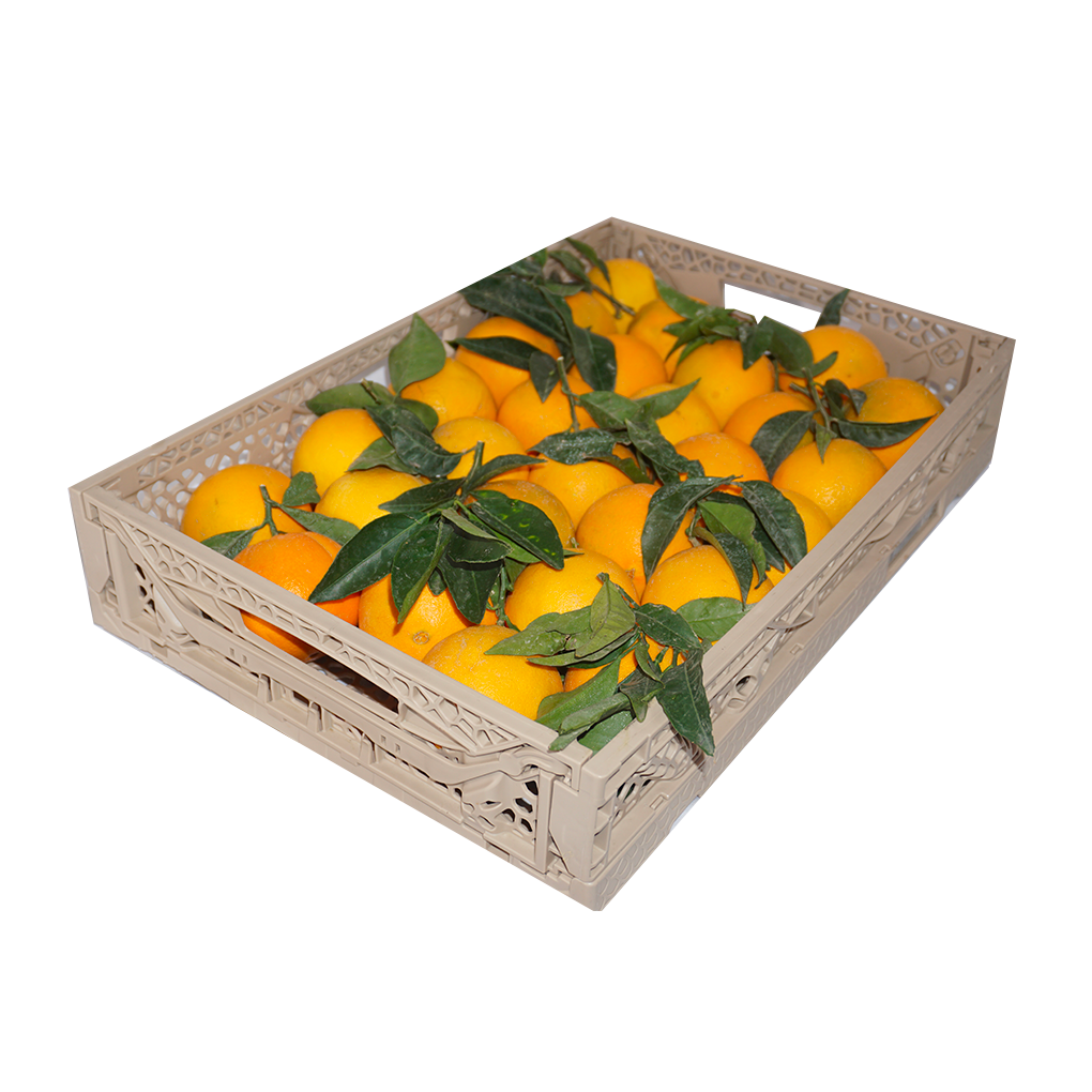 CPR Single Layer Oranges | 6Kg