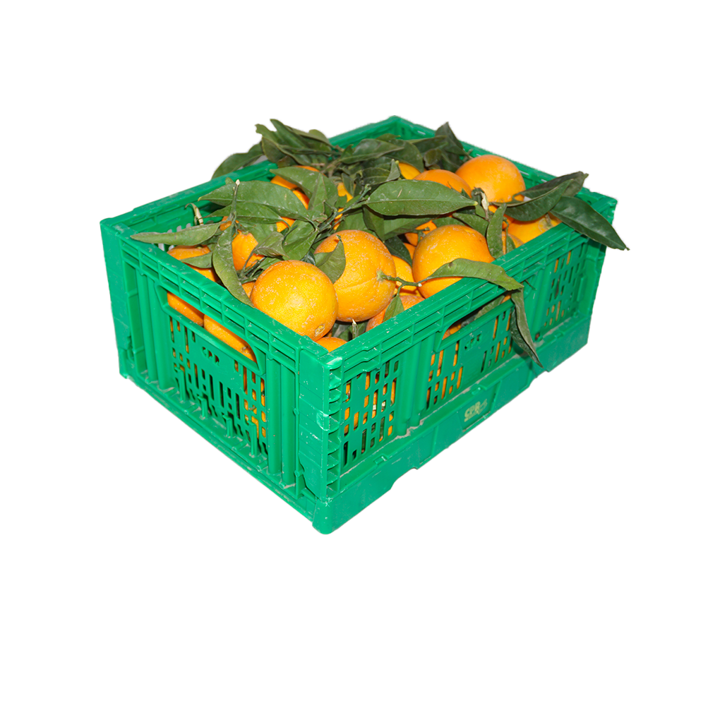 Clementines in bulk | 5Kg