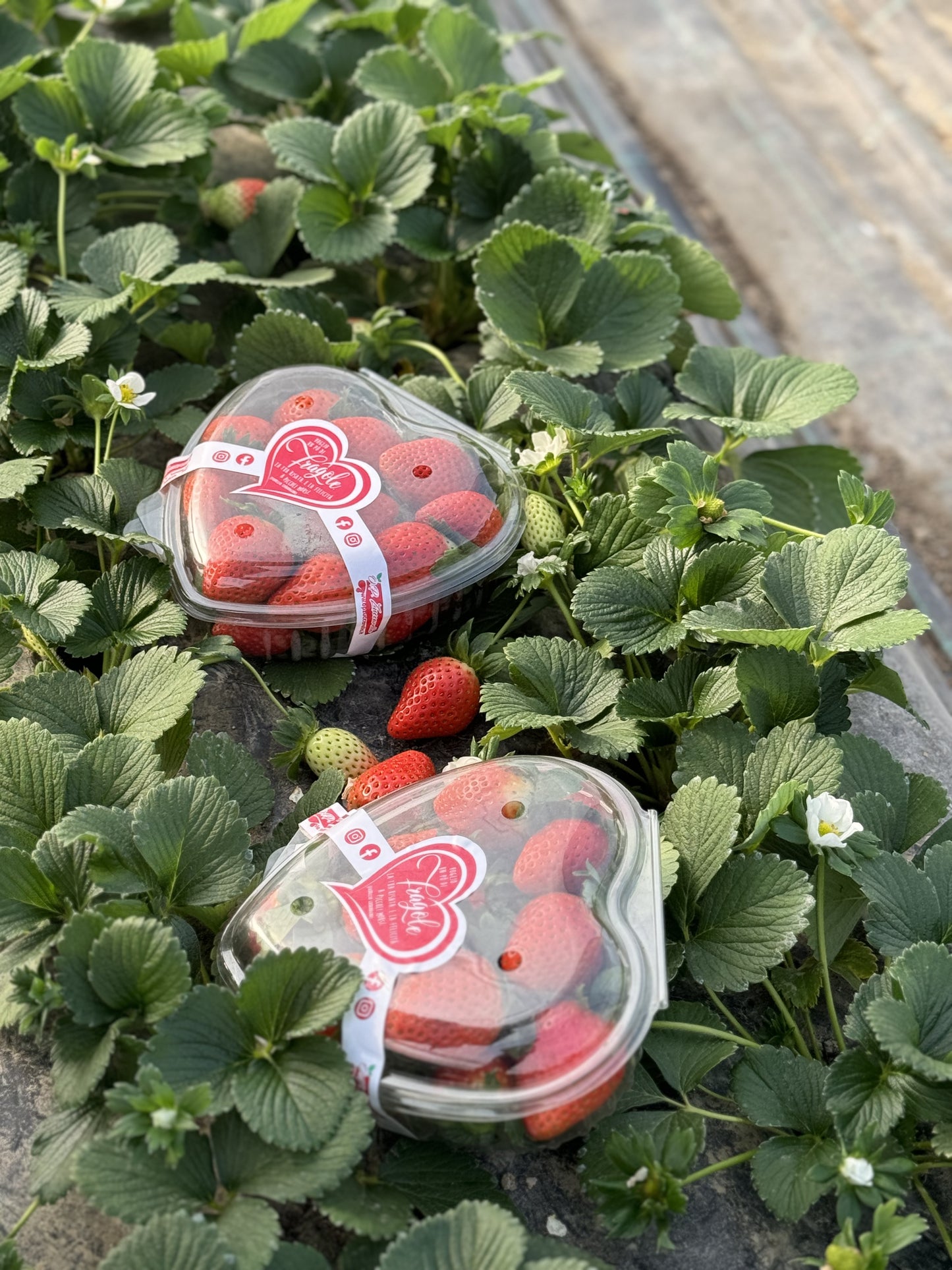 Fragole in confezione a forma di cuore