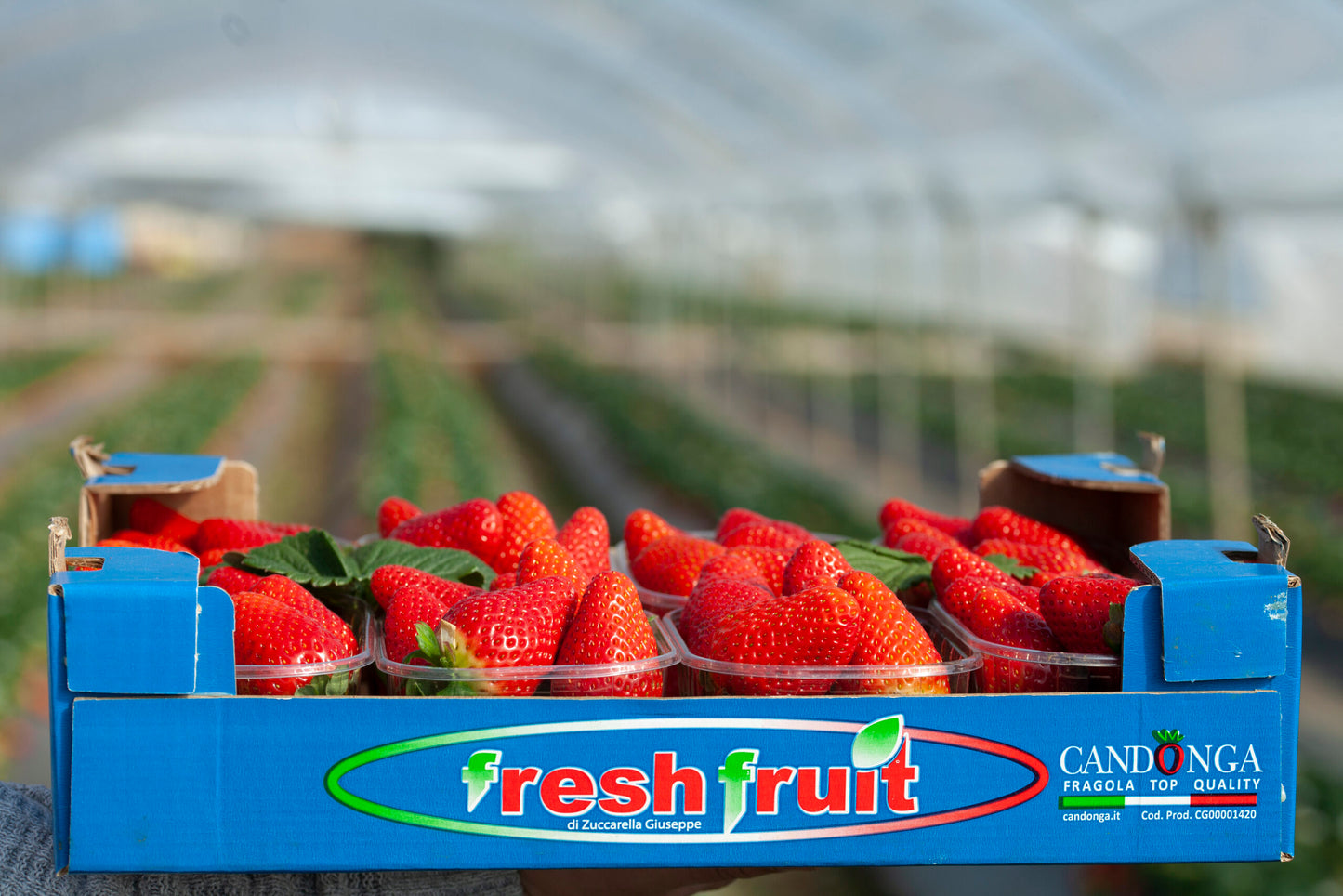 Cassetta Fragole Candonga Top Quality