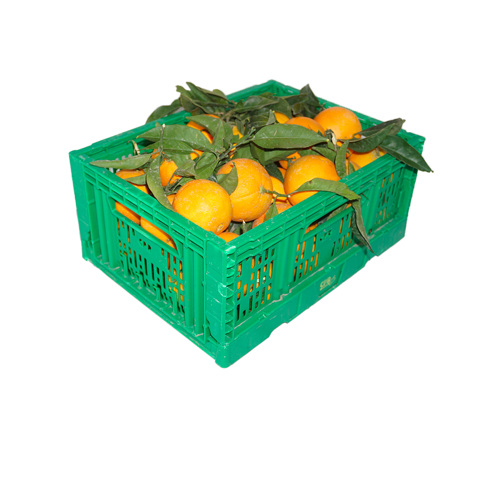Clementinen in großen Mengen | 5 kg